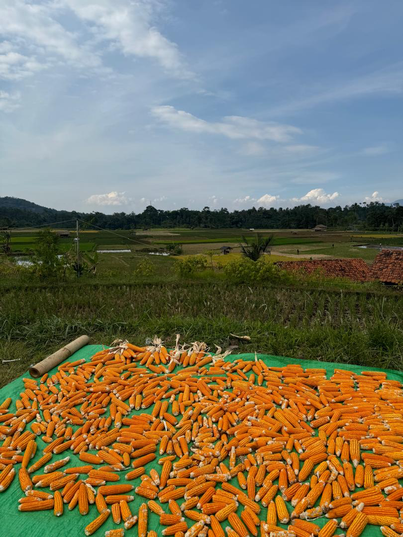 A pile of corn on a green mat

Description automatically generated