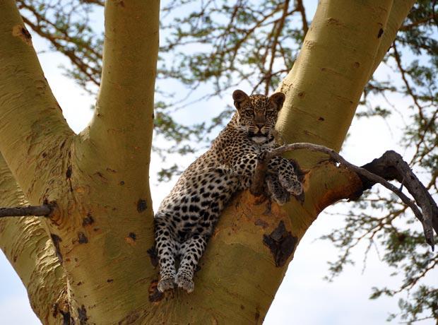 Leopard in the tree Serengeti