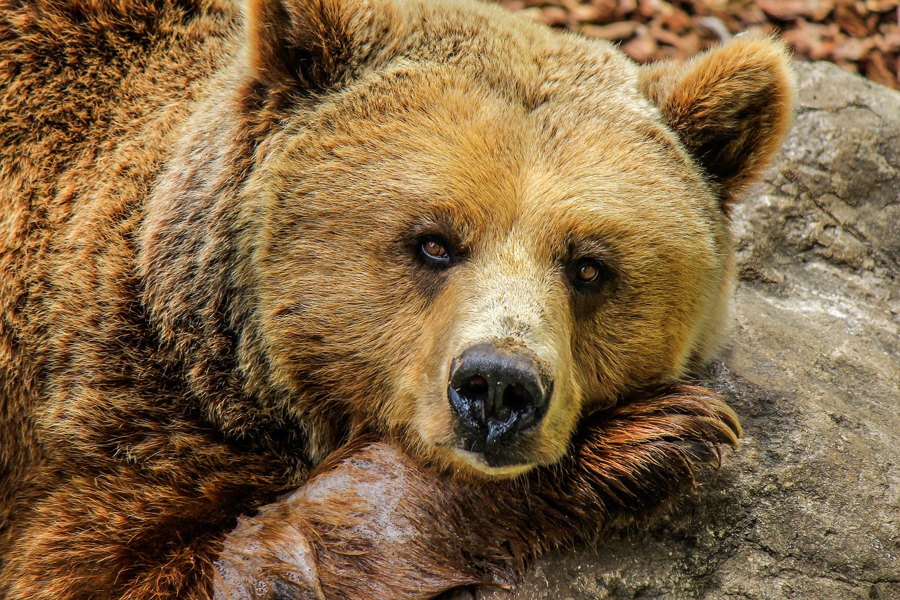 A grizzly bear. 