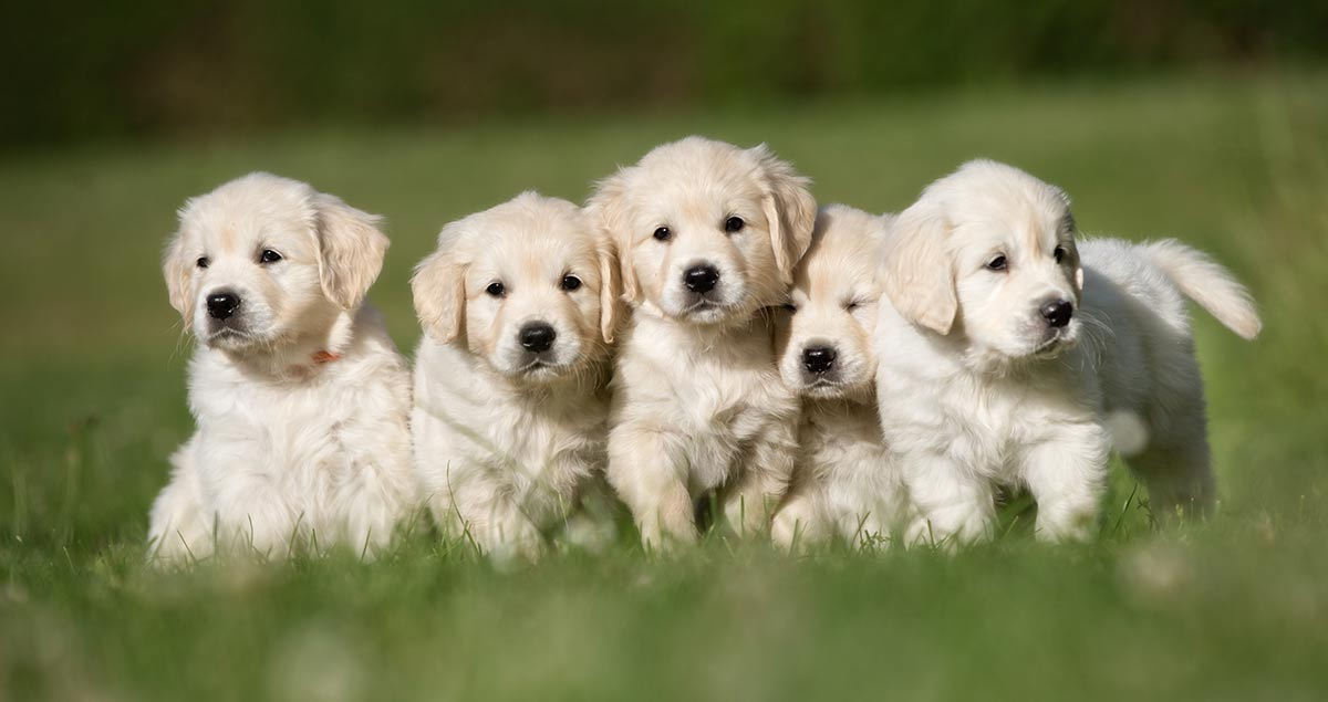 golden retriever puppies for sale near me