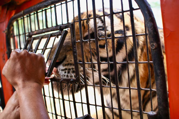 A man feeding a wild animal (tiger) while hiking
