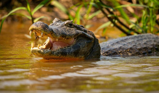 American Alligators