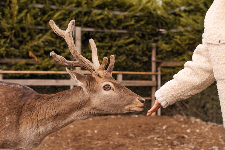 A wild animal being fed by a child while hiking
