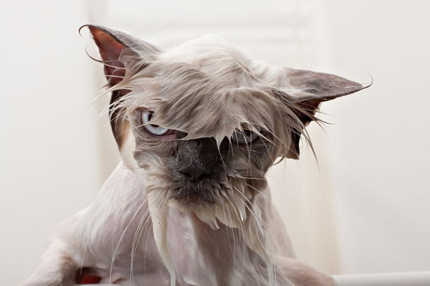 A wet cat with a wet face

Description automatically generated