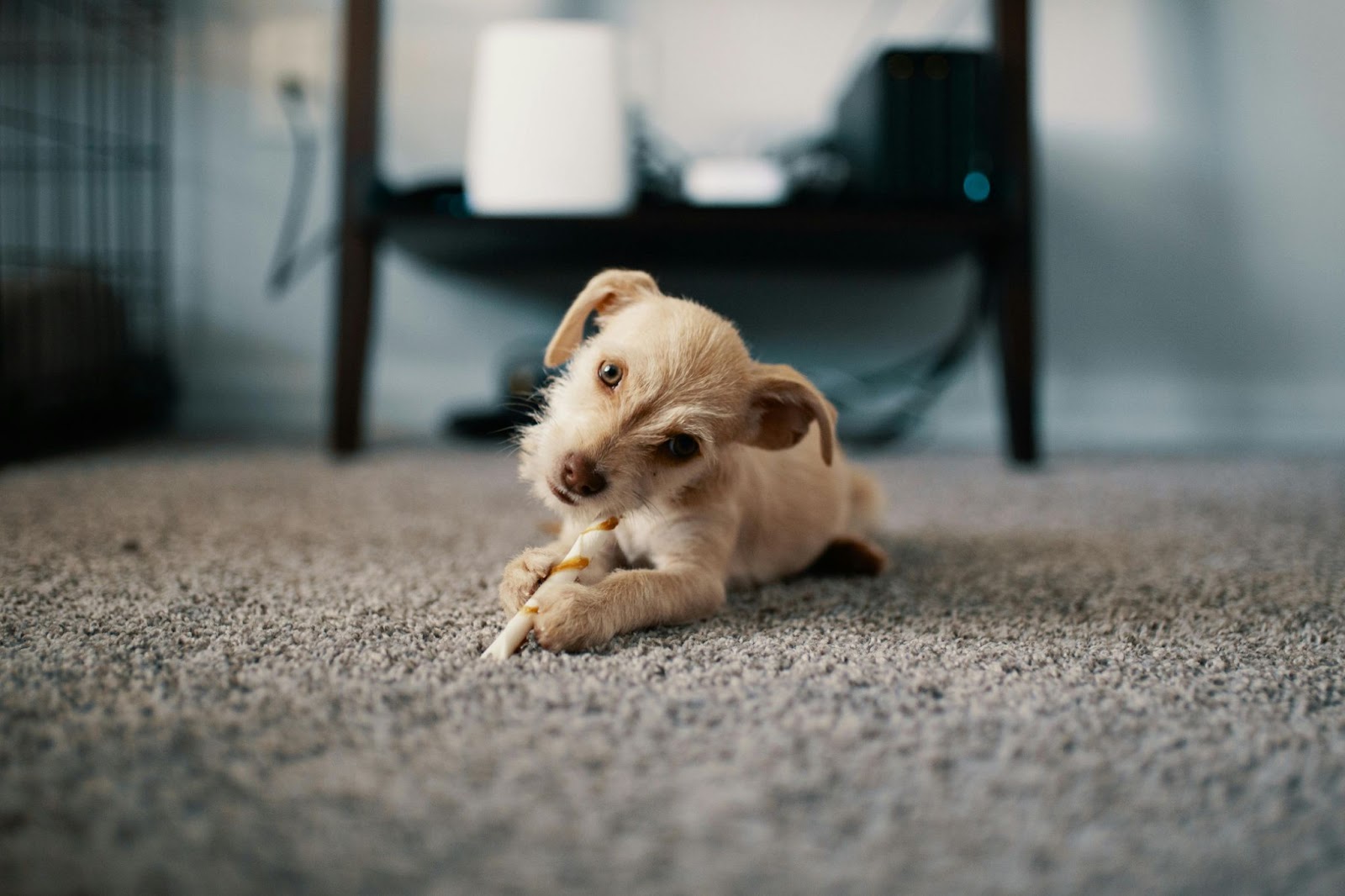 schattig hond aan het eten