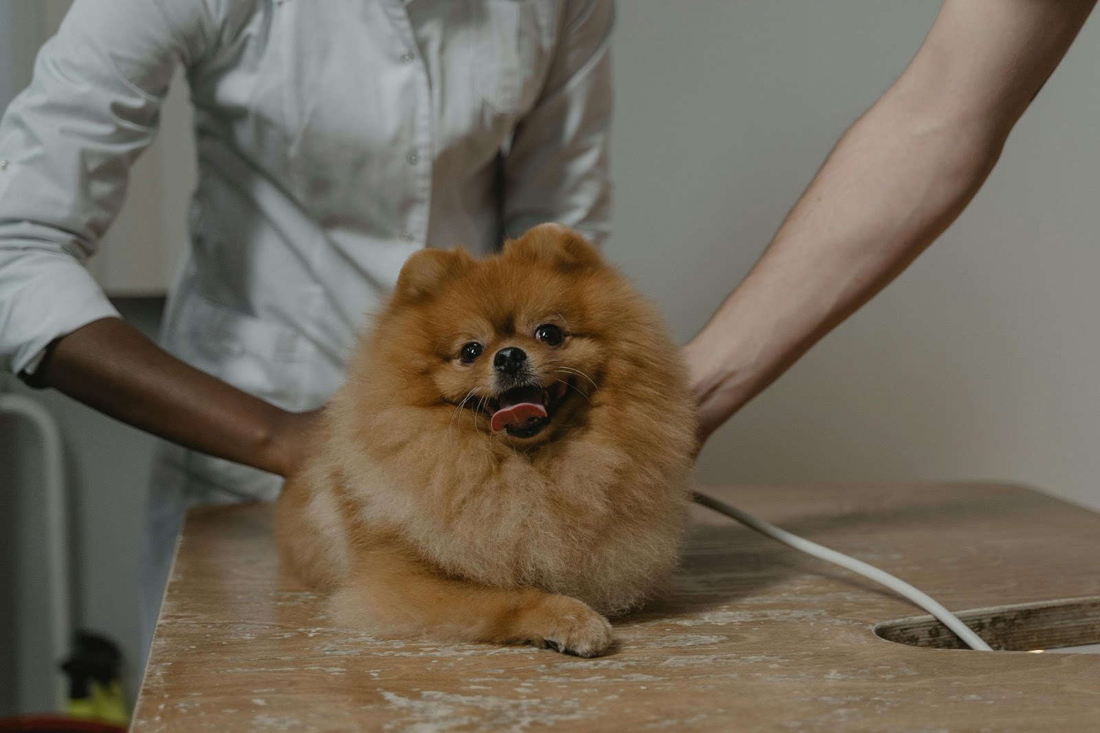 Vet Examining Tan Pomeranian&nbsp;