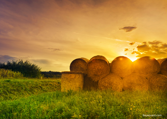 How Many Bales of Hay Per Acre? 