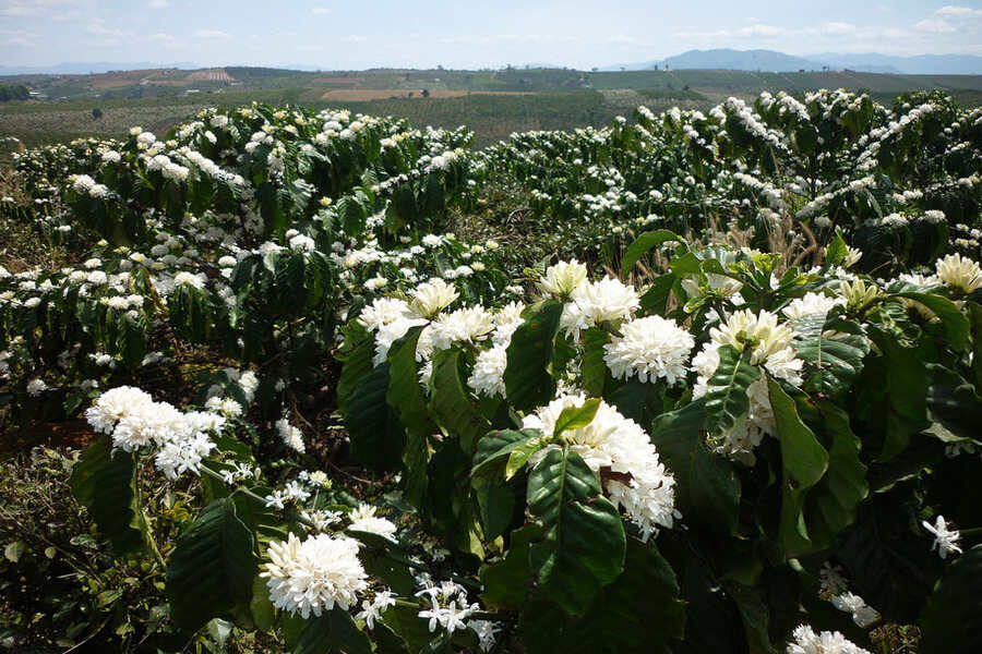 Coffee flowers bloom in Dak Ha in late March and early April. Source: VnExpress