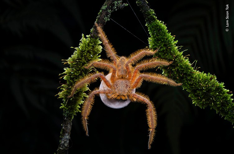 https://www.nhm.ac.uk/content/dam/nhmwww/discover/wpy-60-first-look/wpy-first-look-60-spider-lam-soon-tak-two-column.jpg.thumb.768.768.jpg