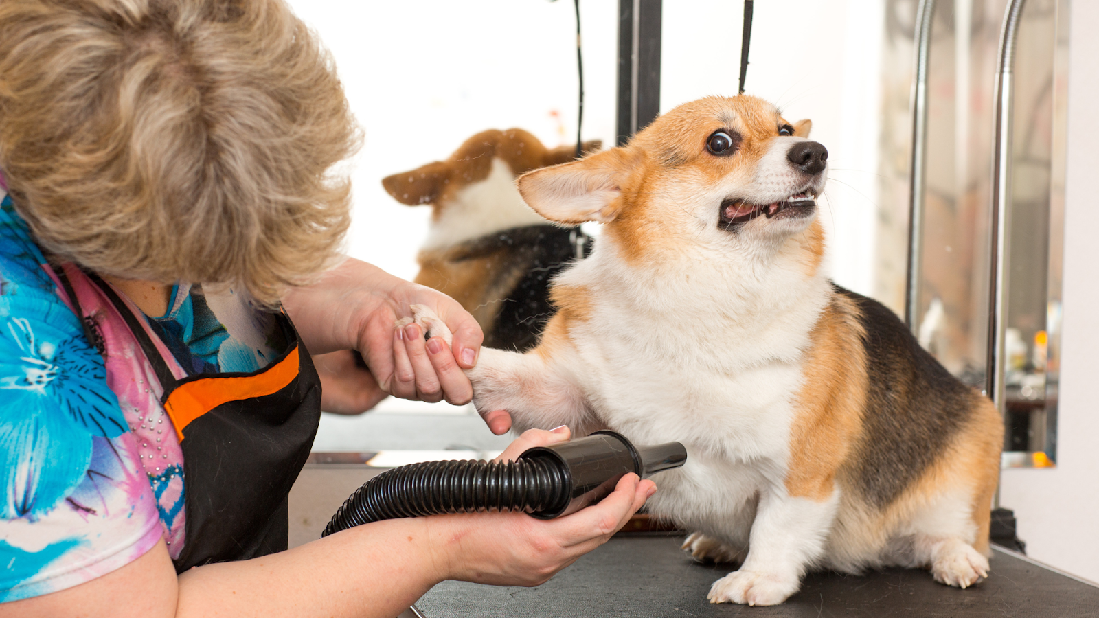 Gambar anjing sedang grooming/Sumber: Canva