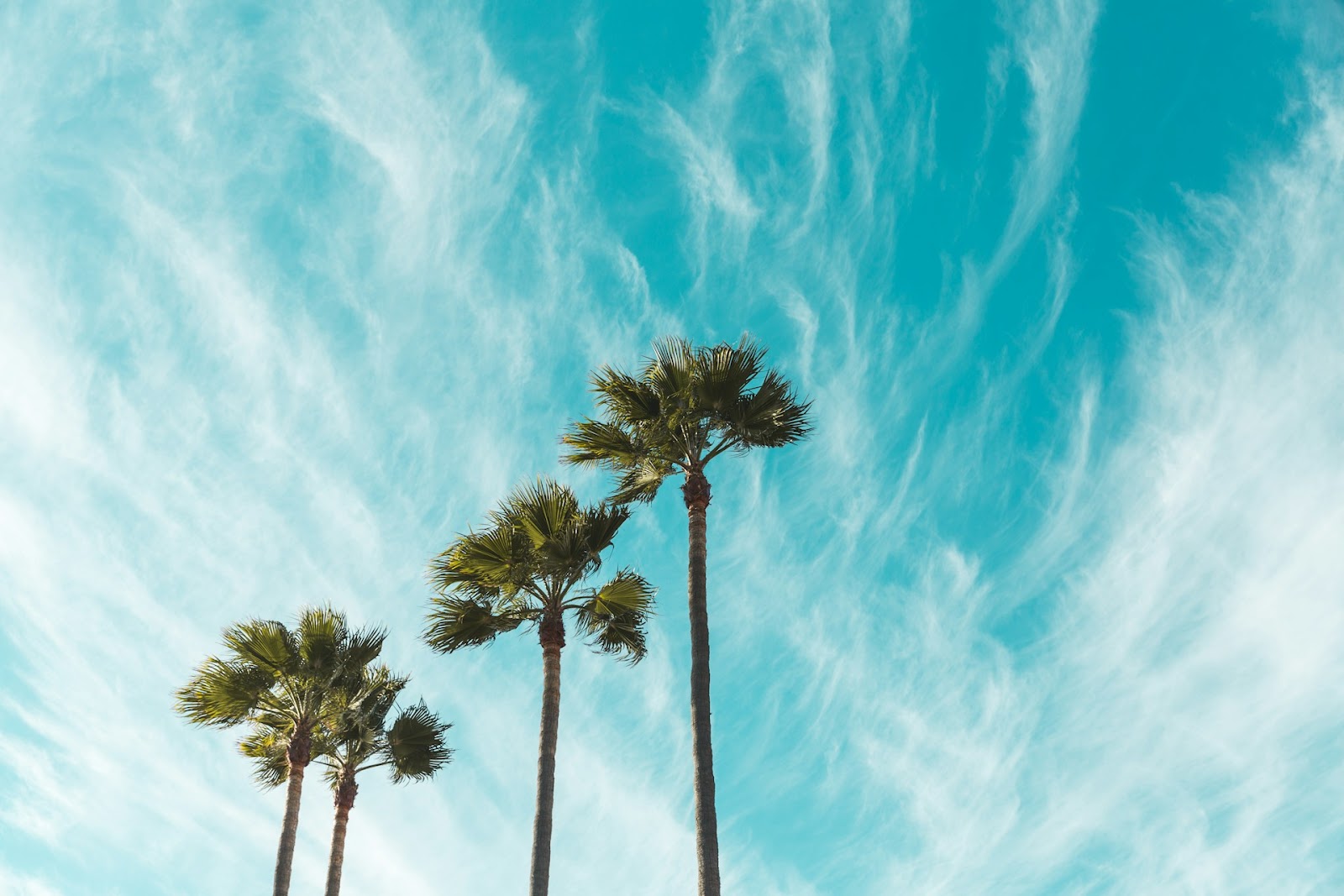 Palm trees under the beautiful blue sky