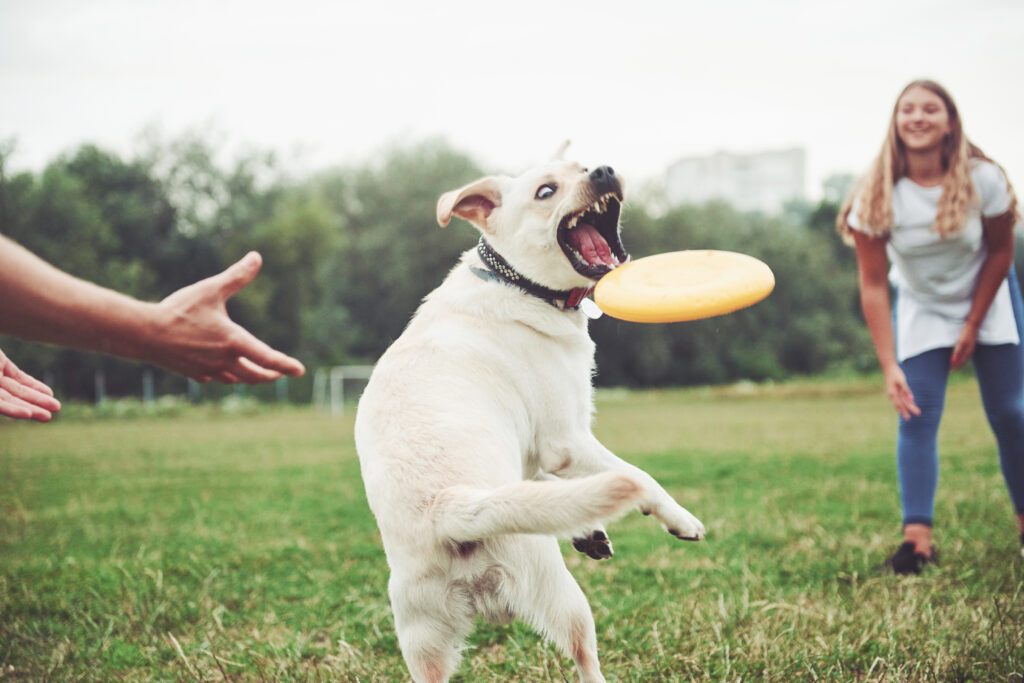 a beautiful girl playing with her beloved dog in the park.