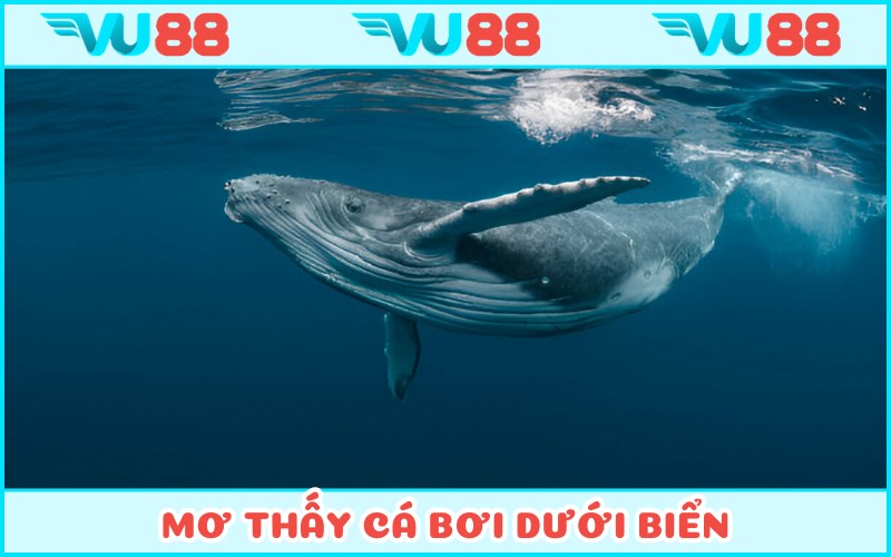 Mộng mị về kình ngư bơi dưới mặt biển