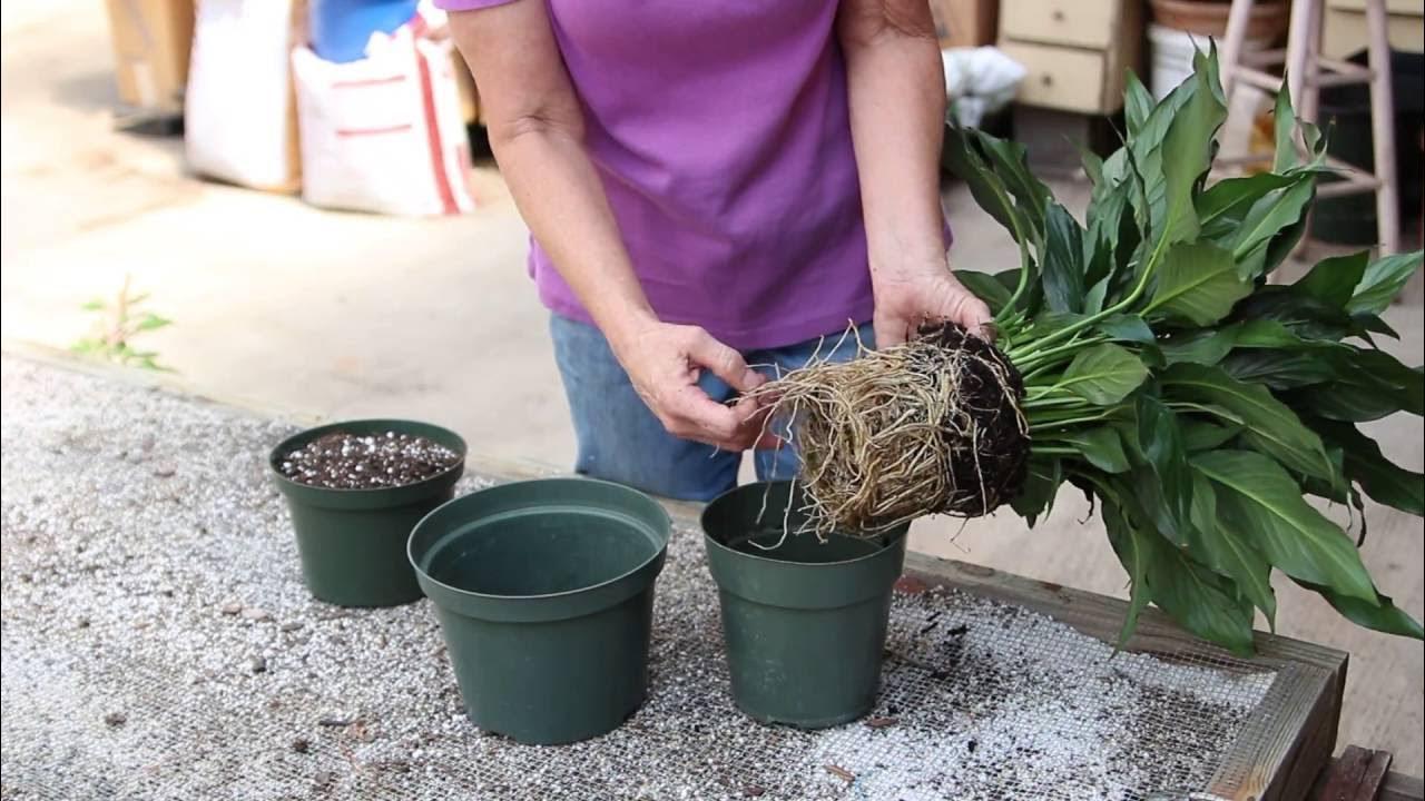 Shifting of Peace Lily to Bigger Pot