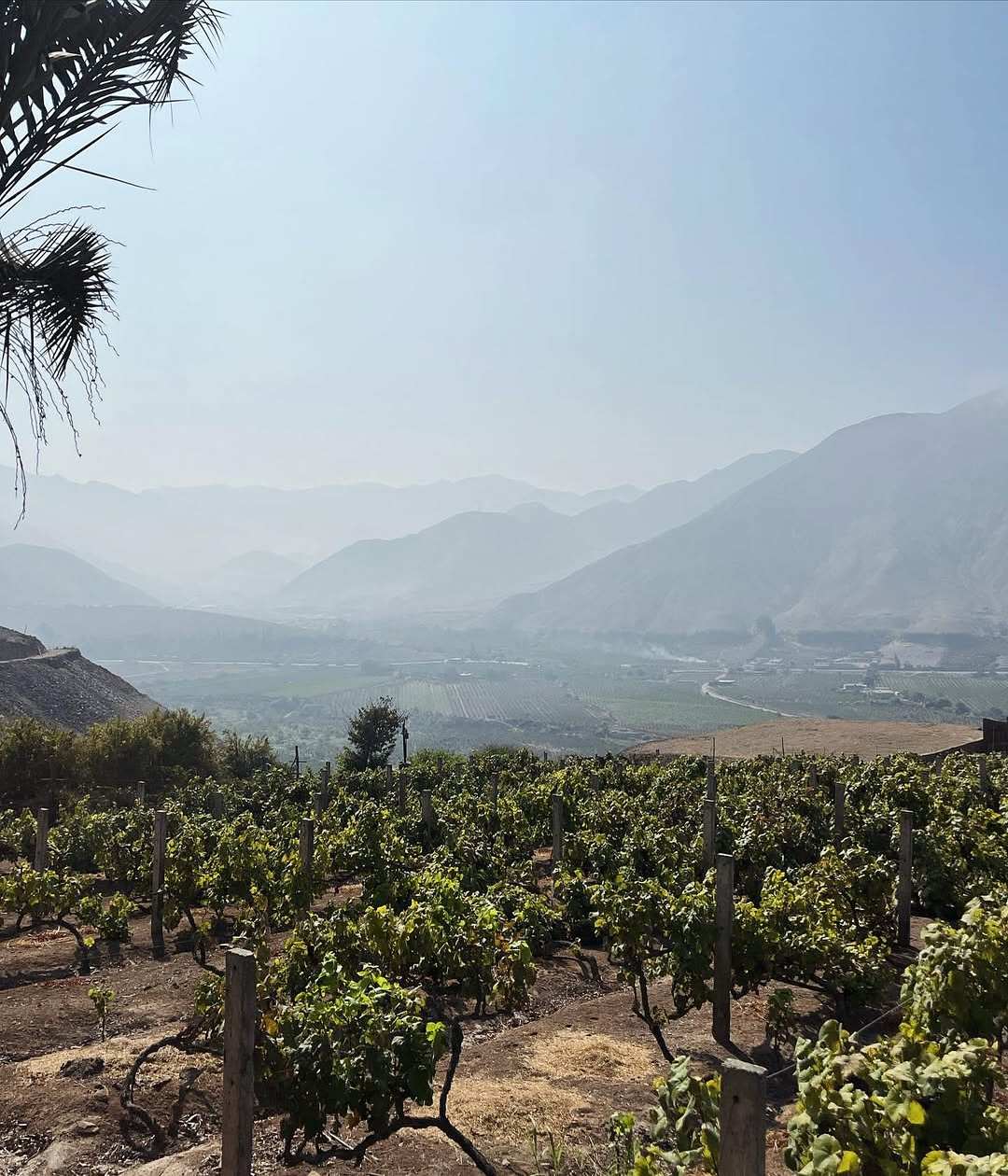 Pisco