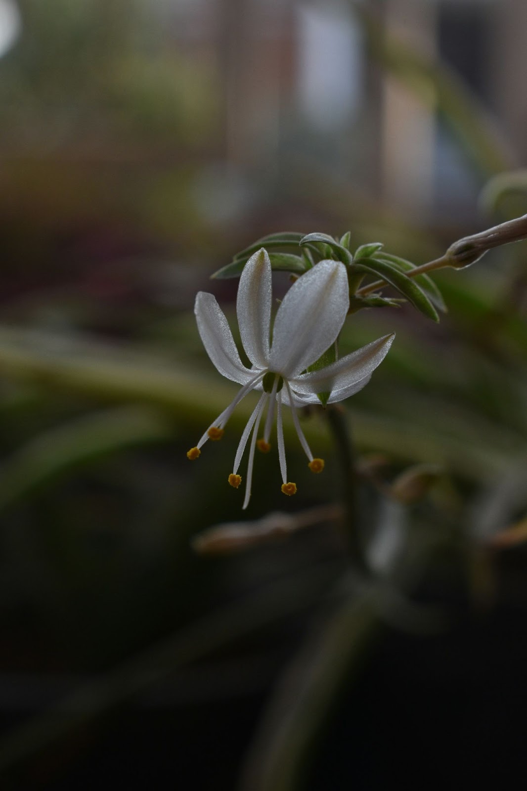 Propagating Spider Plants