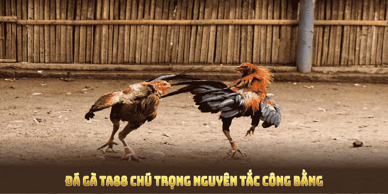 Đá gà TA88 chú trọng nguyên tắc công bằng và minh bạch 