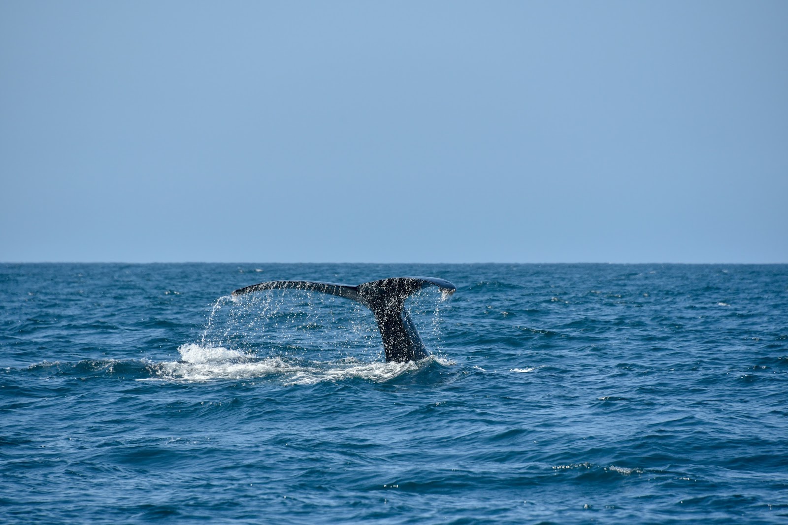 Luxury meets excitement in Los Cabos’ while whale watching. 