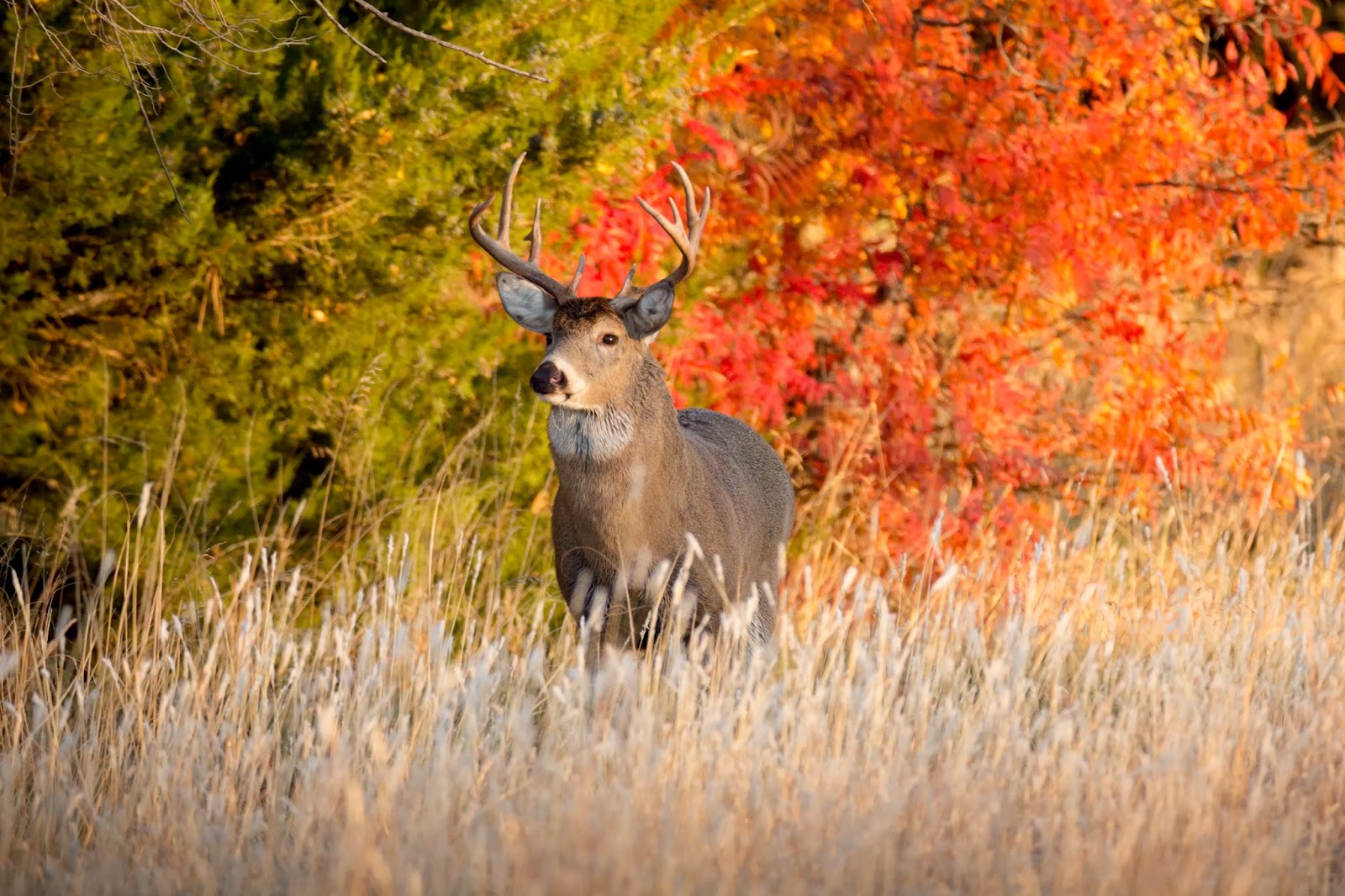 The Ultimate Guide to Buying Hunting Land: From Dream to Reality  
