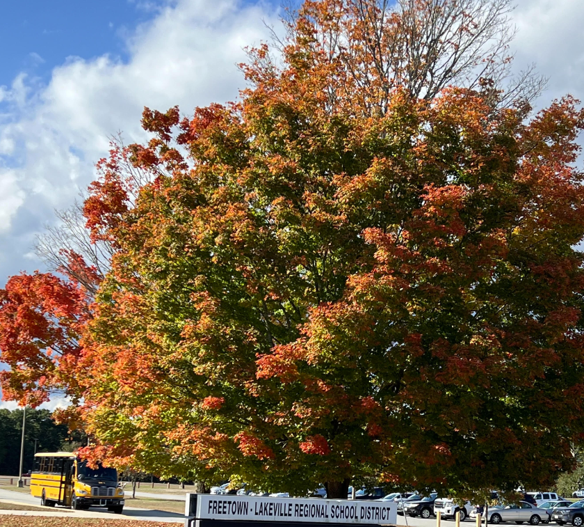 image of a tree in front of the high school with leaves starting to turn colors