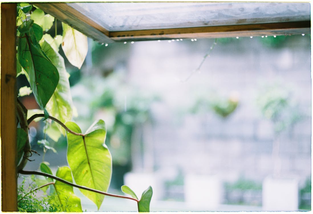 Free Green leaves by a rain-soaked window creating a calming natural ambiance. Stock Photo