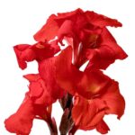 Canna Lily