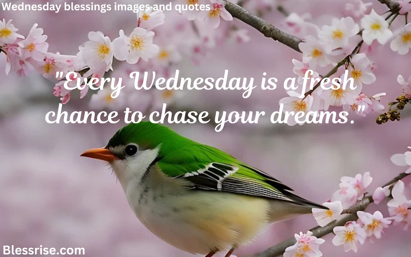 Wednesday quotes