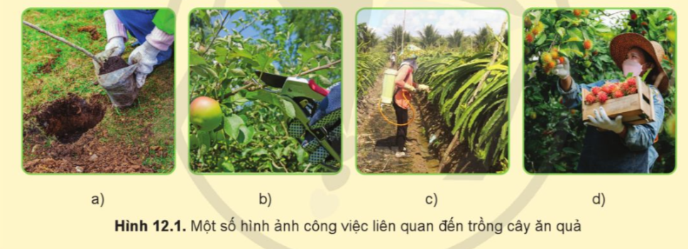   BÀI 12: MỘT SỐ NGÀNH NGHỀ LIÊN QUAN ĐẾN TRỒNG CÂY ĂN QUẢ