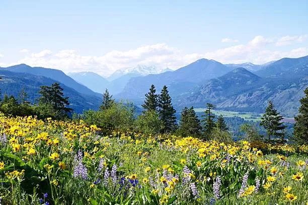 Discover Untouched Nature in 18 Stunning Images, untouched landscapes, pristine nature, nature, forest, landscape, raw environment, pure scenes