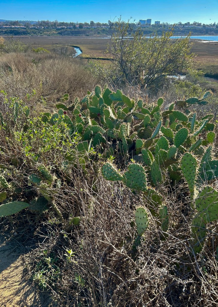 A patch of prickly pear cacti surrounded by dry brush and shrubs in a chaparral landscape. A winding stream and open wetlands are visible in the distance, with a backdrop of trees and buildings under a clear blue sky.