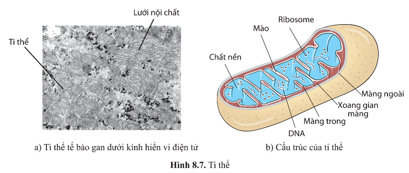 BÀI 8 - CẤU TRÚC TẾ BÀO NHÂN THỰC