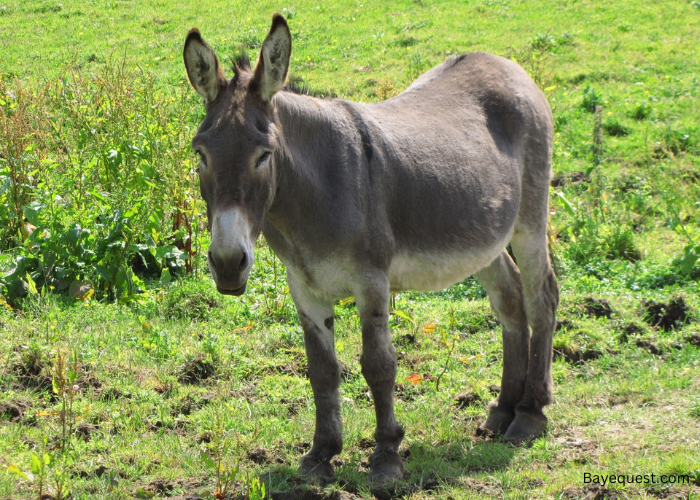 How Long Do Donkeys Live?