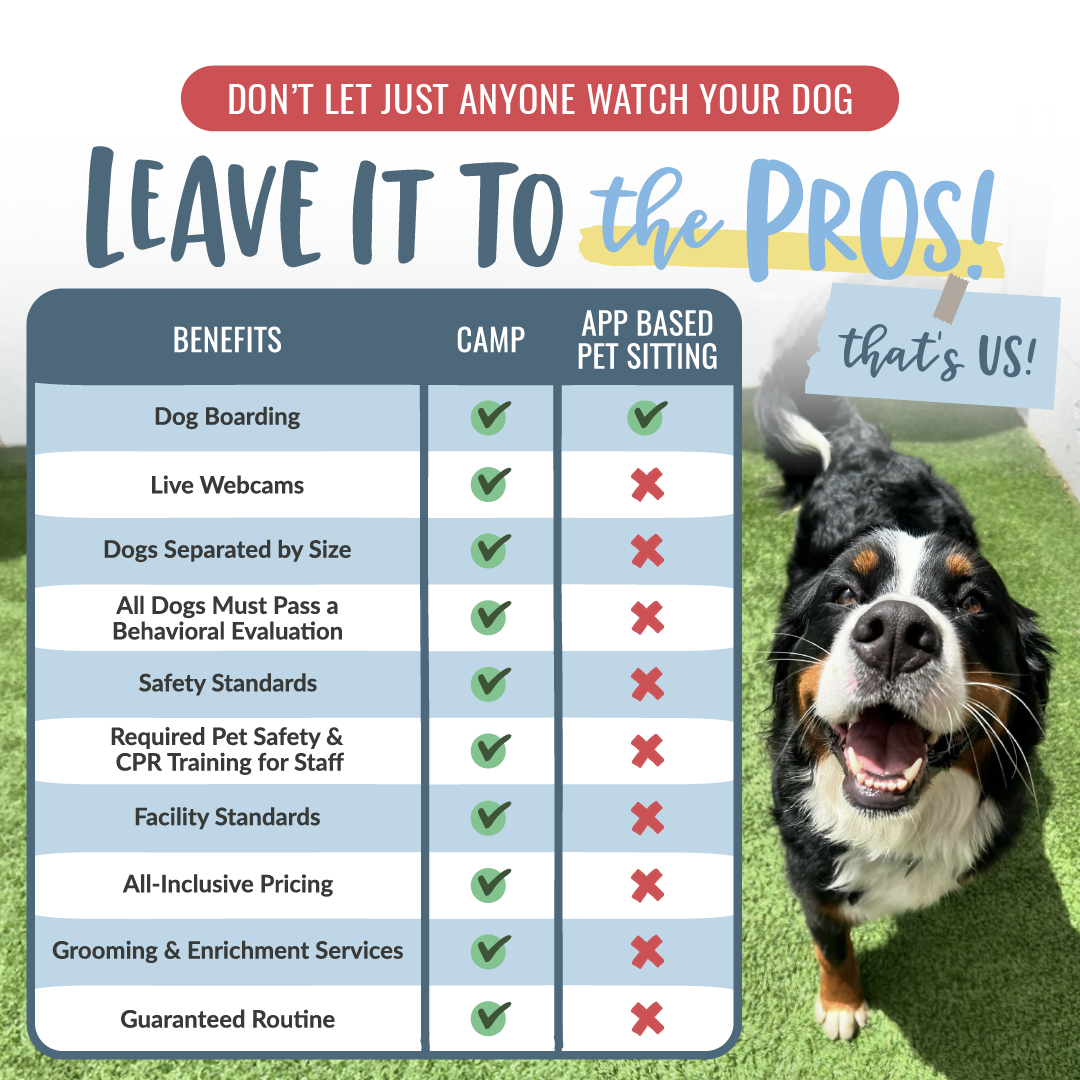 The benefits of choosing Camp Bow Wow dog day care and boarding over app based pet sitting.