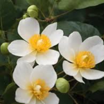 flowers names in hindi