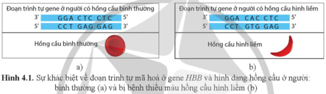 BÀI 14. DI TRUYỀN HỌC NGƯỜI