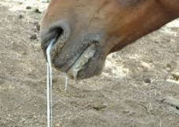 Horse Runny Nose