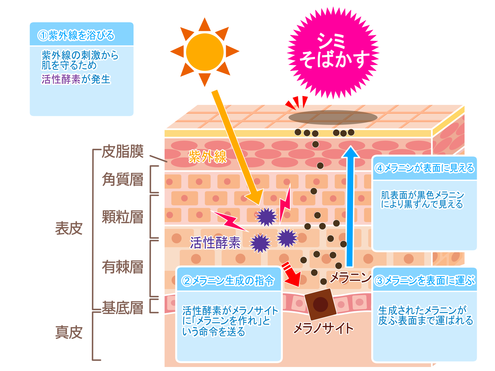 フォトフェイシャルやりすぎ