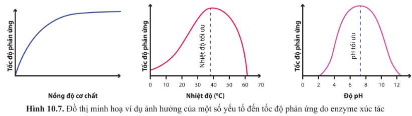 BÀI 10 - SỰ CHUYỂN HÓA NĂNG LƯỢNG VÀ ENZYME