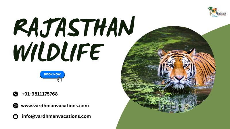 Rajasthan wildlife tours packages