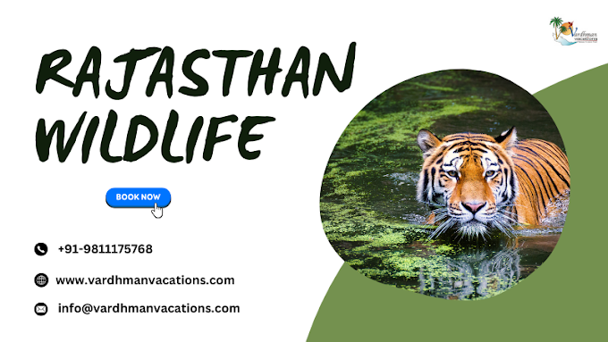 Explore the Wild Side of Rajasthan: Discover the Best Wildlife Tours Packages