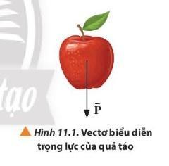 BÀI 11 MỘT SỐ LỰC TRONG THỰC TIỄNMở đầu: Ta biết rằng có thể làm biến dạng hoặc thay đổi trạng thái chuyển động của vật. Trong thực tế, một vật thường chịu tác dụng của nhiều lực khác nhau. Ví dụ khi chuyển động, ô tô vừa chịu tác dụng của nhiều lực khác nhau. Ví dụ khi chuyển động, ô tô vừa chịu lực của lực kéo động cơ, vừa chịu tác động của lực ma sát giữa bánh xe với mặt đường, trọng lực do Trái Đất tác dụng và áp lực do mặt đường tạo ra. Những lực này có đặc điểm gì?Đáp án chuẩn:Đặc điểm: điểm đặt tại ô tô, phương nằm ngang hoặc thẳng đứng và có độ lớn.1. Trọng lựcCâu 1: Khi thả một vật từ độ cao h, vật luôn rơi xuống. Lực nào đã gây ra chuyển động rơi của vật?Đáp án chuẩn:Trọng lực hay còn gọi là lực hút trái đất.Câu 2: Hai bạn đang đứng ở vị trí A và B trên Trái Đất như Hình 11.3. hãy vẽ vectơ trọng lực tác dụng lên mỗi bạn.Đáp án chuẩn:Câu 3: Để xác định trọng tâm của một vật phẳng, người ta có thể làm như sau: Buộc dây vào một lỗ nhỏ ở mép của vật rồi treo vật thẳng đứng. Khi vật cân bằng, dùng bút đánh dấu phương của sợi dây lên vật. Sau đó ta thay đổi điểm treo và thực hiện tương tự. Giao điểm của hai đường kẻ chính là trọng tâm của vật mà ta cần xác định. Dựa vào phương pháp trên, hãy tiến hành thí nghiệm xác định trọng tâm của một vật phẳng bất kì.Đáp án chuẩn:Các em có thể thực hiện thí nghiệm này với chiếc thước kẻ đã bị đục lỗ.2. Lực ma sátCâu 1: Quan sát Hình 11.5, em hãy dự đoán chuyển động của thùng hàng khi chịu tác dụng của các lực có cùng một độ lớn trong hai trường hợp.Đáp án chuẩn:Thùng hàng a không di chuyển, thùng hàng b di chuyển về phía trước.Câu 2: Sau khi ta dừng tác dụng lực vào thùng hàng, ta quan sát thấy thùng hàng tiếp tục chuyển động và dừng lại sau khi đi được một đoạn. Em hãy giải thích tại sao thùng hàng dừng lại.Đáp án chuẩn:Do thùng hàng đã chịu lực ma sát có chiều ngược lại với chiều chuyển động.Câu 3: Nêu điểm giống và khác nhau của ba loại lực ma sát: ma sát trượt, ma sát lăn và ma sát nghỉ.Đáp án chuẩn:- Giống nhau:+ Đều có điểm đặt trên vật và ngay tại vị trí tiếp xúc của hai bề mặt.+ Đều có phương tiếp tuyến và ngược chiều chuyển động- Khác nhau:+ Lực ma sát nghỉ xuất hiện khi vật nằm yên trên bề mặt+ Lực ma sát trượt xuất hiện khi vật di chuyển+ Lực ma sát lăn xuất hiện khi vật lăn trên một bề mặt.Câu 4: Dựa vào các Hình 11.5, 11.6, hãy vẽ hình biểu diễn lực ma sát tác dụng lên các vật.Đáp án chuẩn:Câu 5: Giải thích ý nghĩa của chuyển động tương đối của hai bề mặt tiếp xúc khi nói về chiều của lực ma sát.Đáp án chuẩn:Ý nghĩa: khi ta tác dụng lực vào vật có xu hướng như thế nào mà vật vẫn đứng yên thì tại vật xuất hiện lực ma sát ngược chiều với chiều tác dụng vào vật.Câu 6: Dựa vào kinh nghiệm cuộc sống của em, hãy phân tích lợi ích và tác hại của lực ma sát.Đáp án chuẩn:+Lợi ích: Giúp cố định các vật trong không gian; Giúp các vật đang trượt hay lăn dừng lại.+Tác hại: Làm mòn bề mặt của các vật; Cản trở chuyển động của các vật...Câu 7: Quan sát Hình 11.9 và giải thích cơ chế vật lý giúp con người có thể bước đi.Đáp án chuẩn:Khi chân người bước đi, áp lực của mặt đường lên chân và áp lực của chân lên mặt đường cùng phương, ngược chiều và có cùng độ lớn nên hai lực này triệt tiêu. Lực ma sát nghỉ do chân tác dụng lên mặt đường và lực ma sát nghỉ do mặt đường tác dụng lên chân cùng phương, ngược chiều và cùng độ lớn nên chúng cũng triệt tiêu. Lực do mặt đường tác dụng lên chân không bị triệt tiêu, vì vậy mà con người có thể bước đi được.Câu 8: Dựa vào kiến thức đã học, hãy cho biết các trường hợp trong Hình 11.10 là ứng dụng đặc điểm gì của lực ma sát và nêu cụ thể loại lực ma sát được đề cập. Đáp án chuẩn:- Hình 11.10a: lực ma sát lăn.- Hình 11.10b: lực ma sát nghỉ- Hình 11.10c: lực ma sát trượt.3. Lực căng dâyCâu 1: Cho ví dụ minh họa tính chất của lực căng dây xuất hiện tại mọi điểm trên dây.Đáp án chuẩn:Ví dụ: Kéo vật bằng ròng rọcChuyển động của con lắc đơn được treo vào một sợi dây không dãn.Câu 2: Hình 11.13 mô tả quá trình kéo gạch từ thấp lên cao qua hệ thống ròng rọc. Xem chuyển động của thùng gạch là đều, hãy xác định lực căng tác dụng lên vật nâng và ròng rọc bằng hình vẽ. Từ đó hãy chỉ ra điểm đặt, phương, chiều và độ lớn của lực căng dây. Biết lượng gạch trong mỗi lần kéo có khối lượng 20 kg và lấy g = 10 m/s2 Đáp án chuẩn:Lực căng:+ Điểm đặt: tại vật+ Phương: thẳng đứng+ Chiều: từ dưới lên trên+ Độ lớn: 200 N.4. Lực đẩy Archimedes