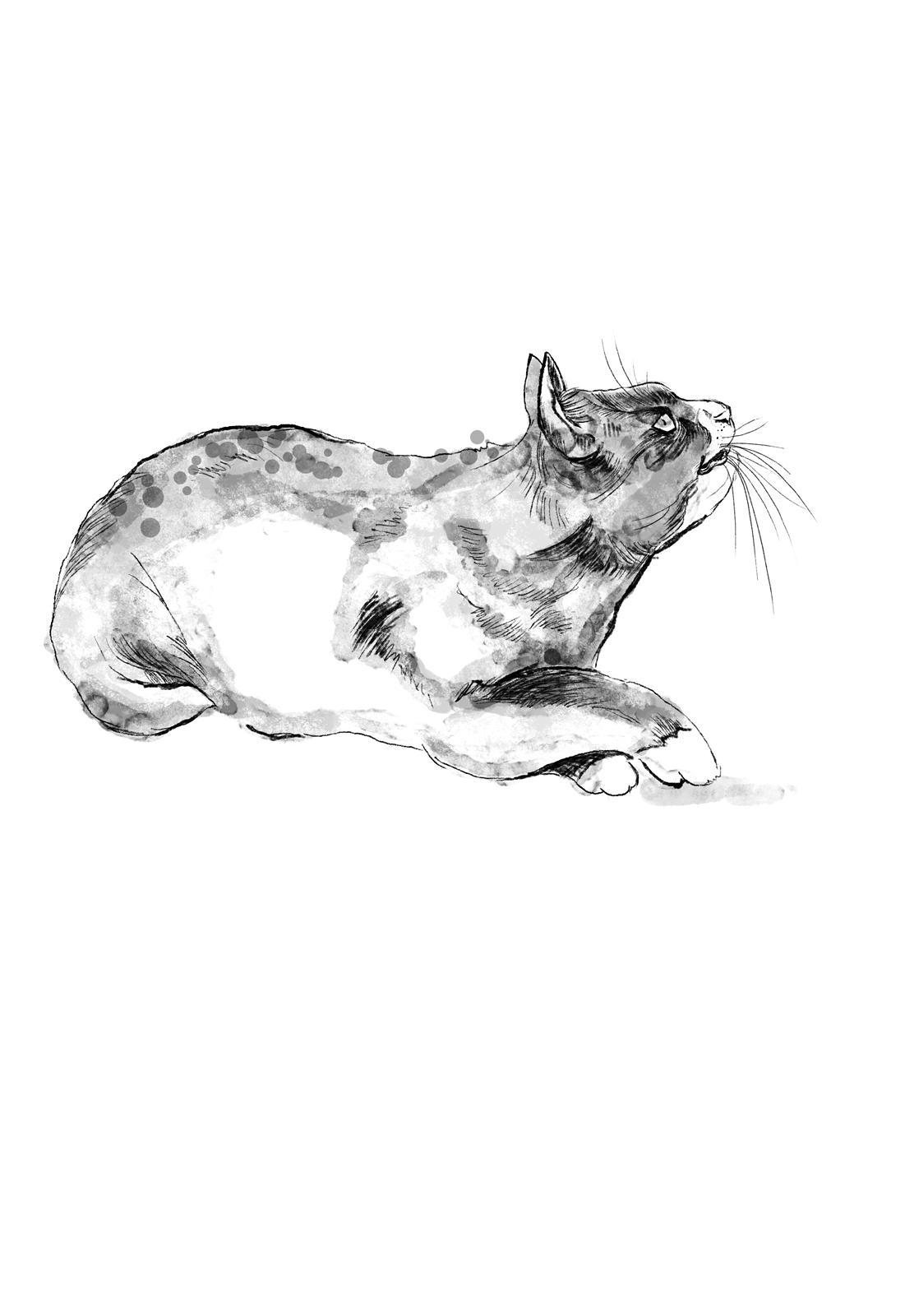Katzenbuch_Schnattern_BW.png