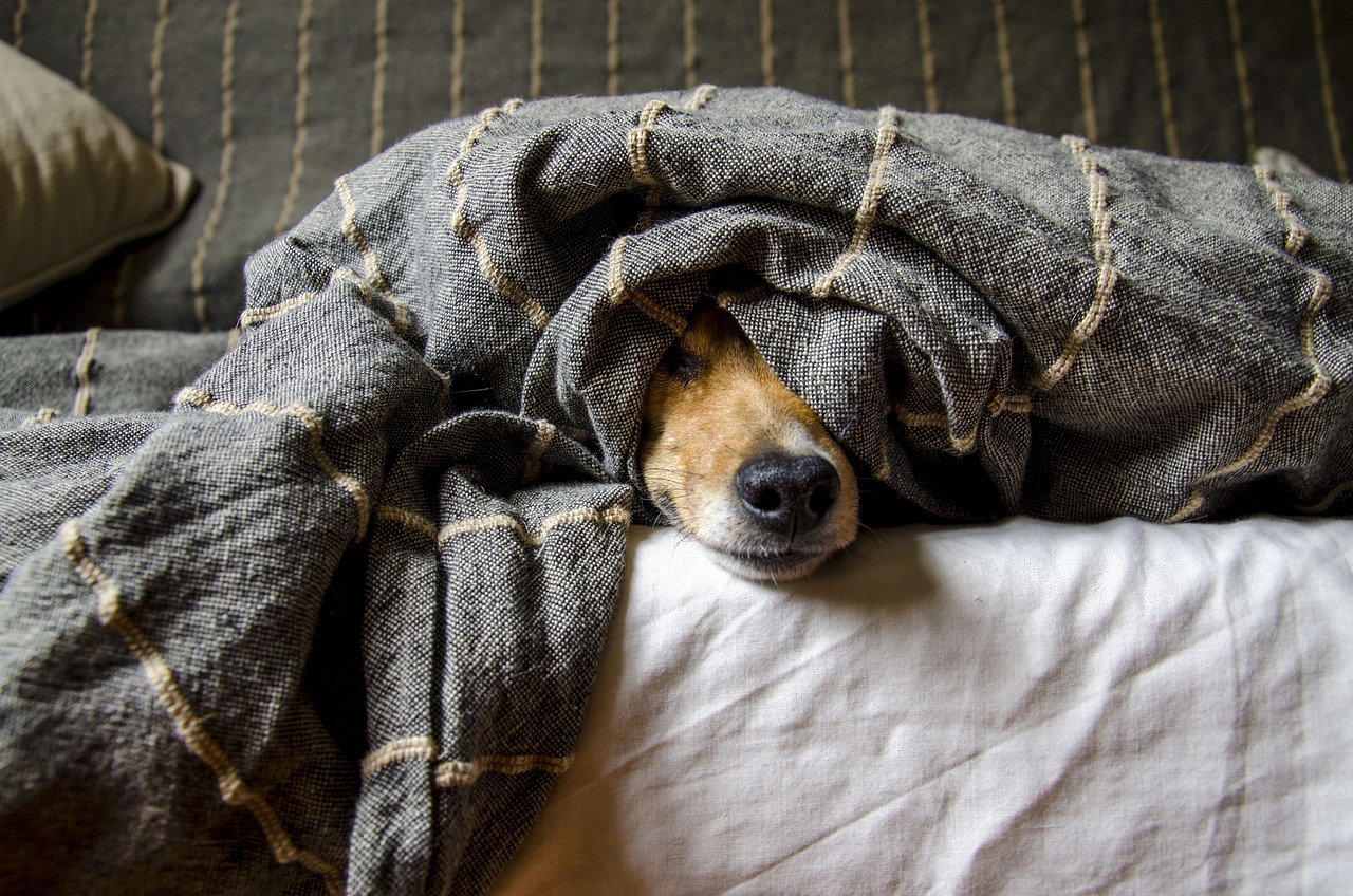 A dog wrapped in a blanket and lying in bed. 