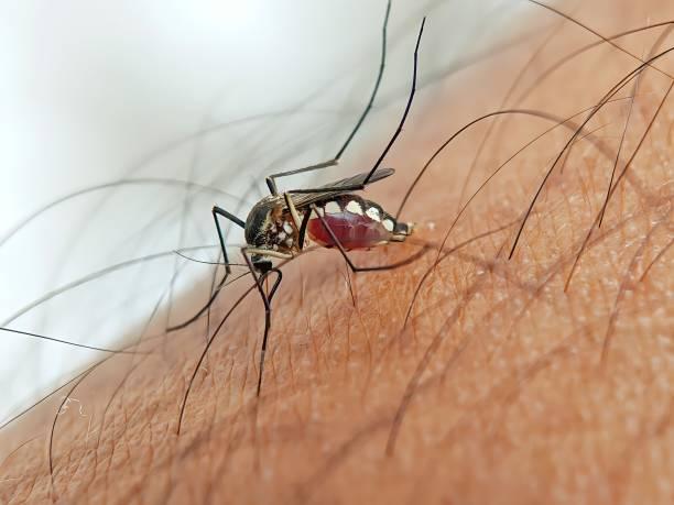 80+ Mosquito Sucking Human Blood Stock Photos, Pictures ...