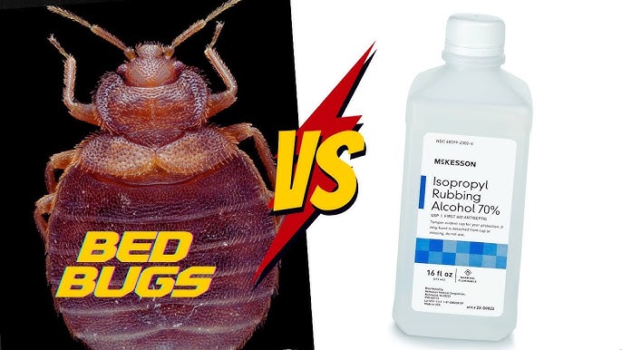 does rubbing alcohol kill bed bugs