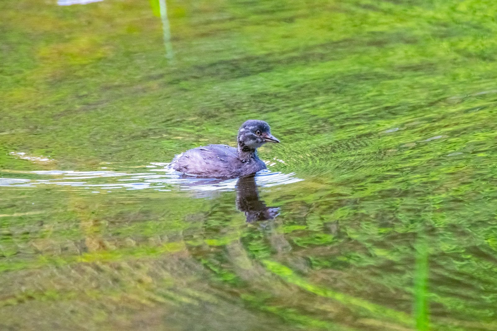 Mergulhão-pequeno flutuando no lago do Parque Municipal do Aricanga, cercado por vegetação