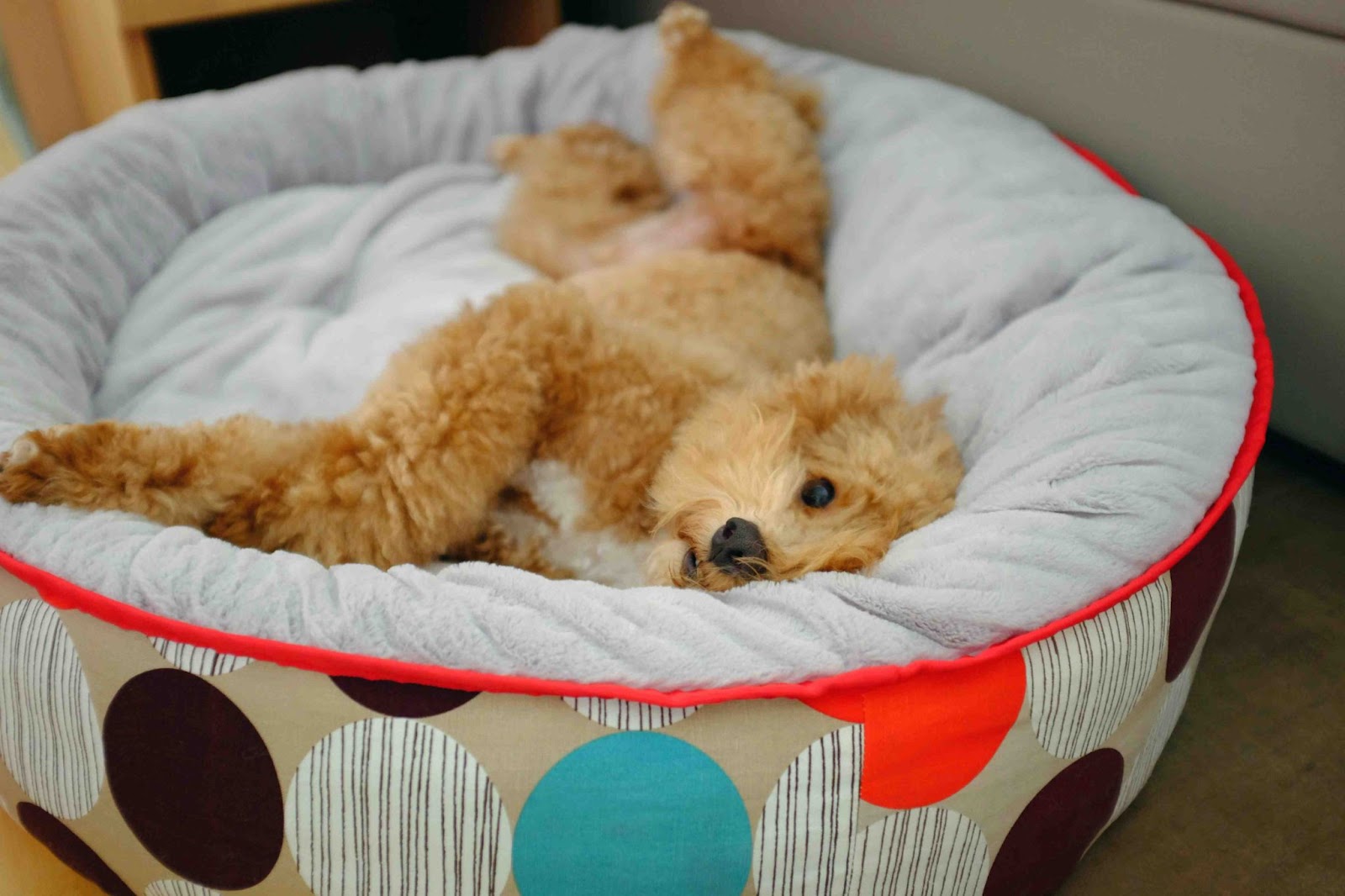 Hond slaapt vredig op een comfortabel hondenbed