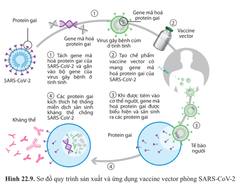 BÀI 22 - PHƯƠNG THỨC LÂY TRUYỀN, CÁCH PHÒNG CHỐNG VÀ ỨNG DỤNG CỦA VIRUS