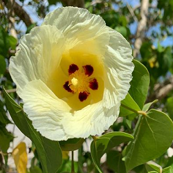 Indian Tulip Flower