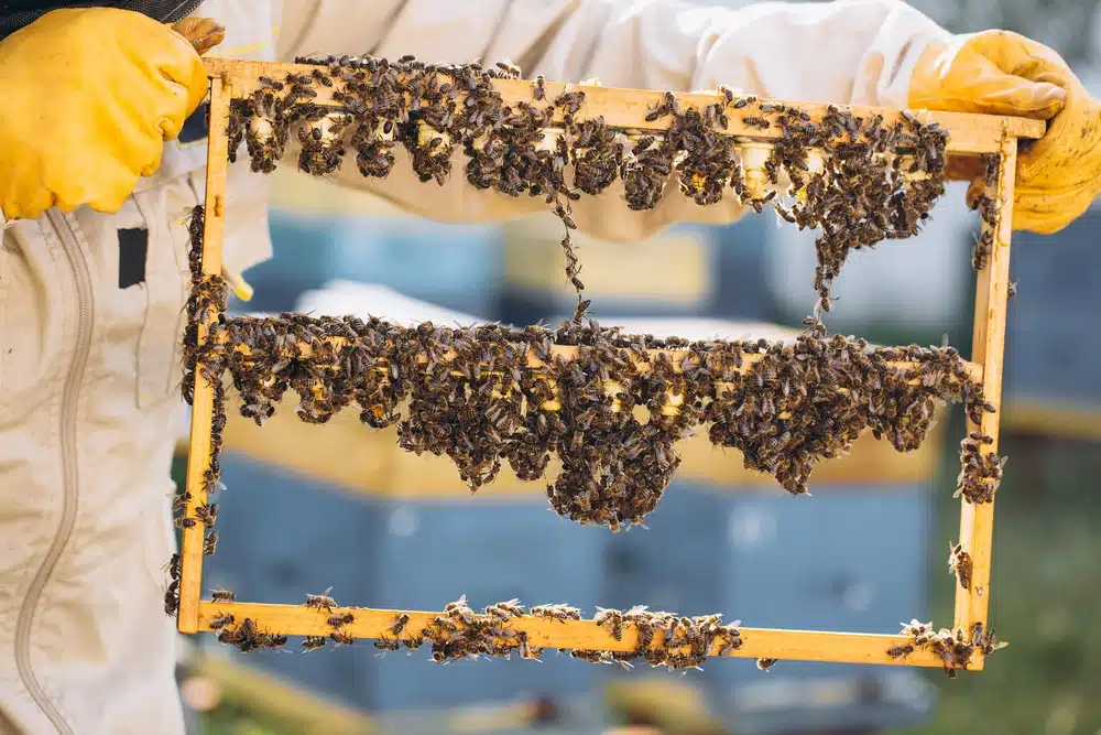 Introduction à l'élevage de reines en apiculture : premiers pas et concepts de base - REINES